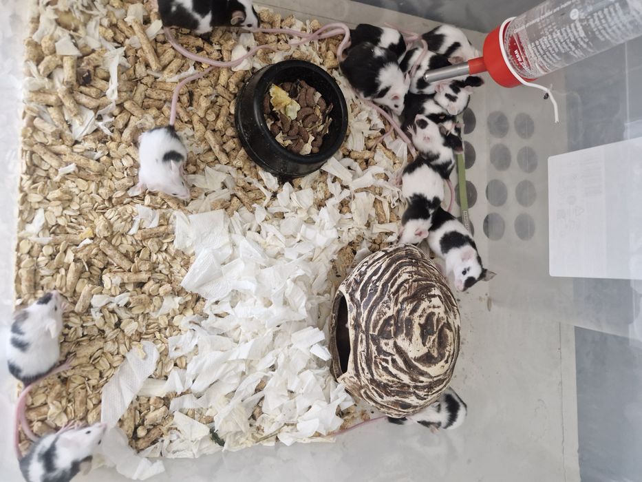 Myszy domowe hodowlane