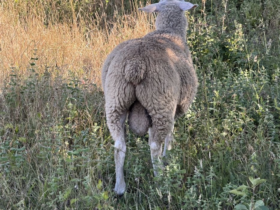 2 borregos de raça inra/romane