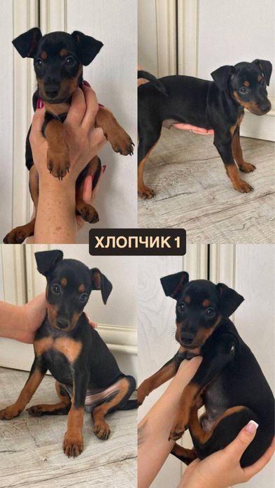 Цвергпінчер цуценята