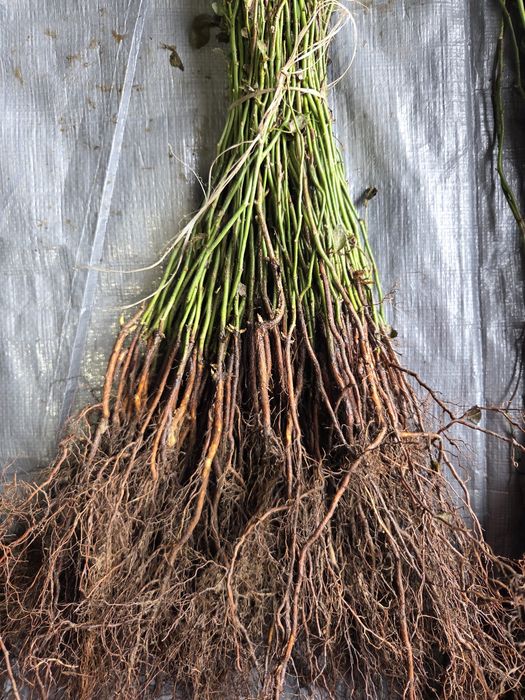 Podkładki róż multiflora