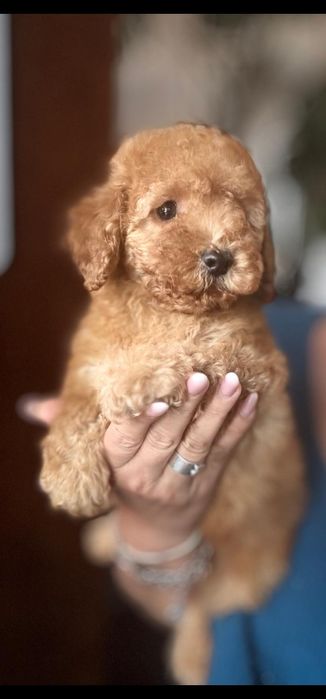 Aprikotowy pudelek miniatura