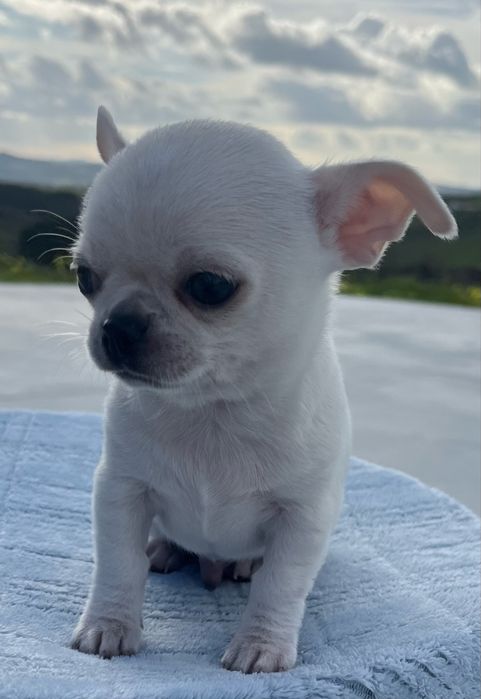 Chihuahua Macho Pelo Curto