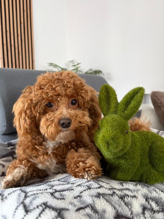 Maltipoo przepiękna dziewczynka