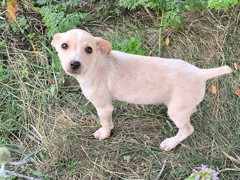 Маленький промінчик щастя шукає дім!