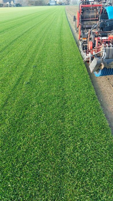 Trawa z rolki Premium, producent trawy z rolki