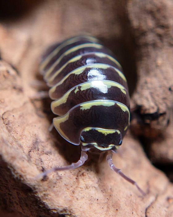 Armadillidium maculatum "Yellow Zebra", isopody, 10 szt.