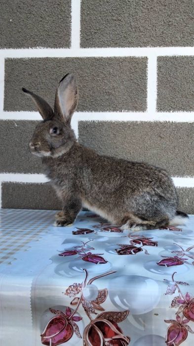 Кролики, самці та самиці