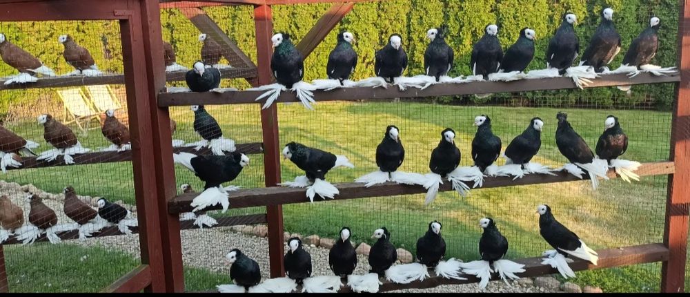 Mnichy Południowoniemieckie Łapciate czarne/czerwine 40sztuk 

Nadwyżk