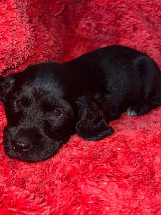 Cocker spaniel maravilhoso