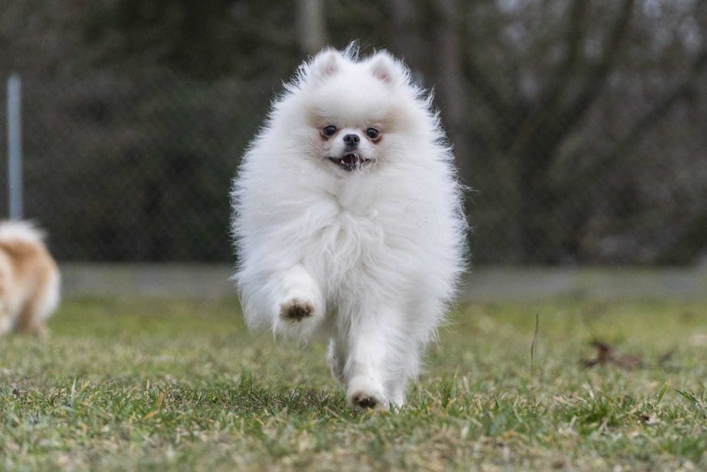 Biały Pomeranian  6lata – krycie zarejestrowane w OSPiKRP