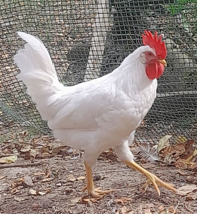 koguty Leghorn  – czystorasowe, wiosna 2026