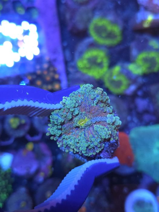 Ricordias, discossomas