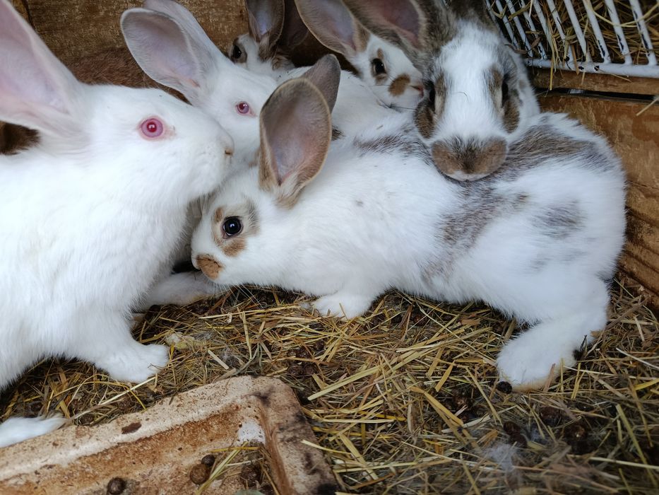 Młode króliki samce i samice