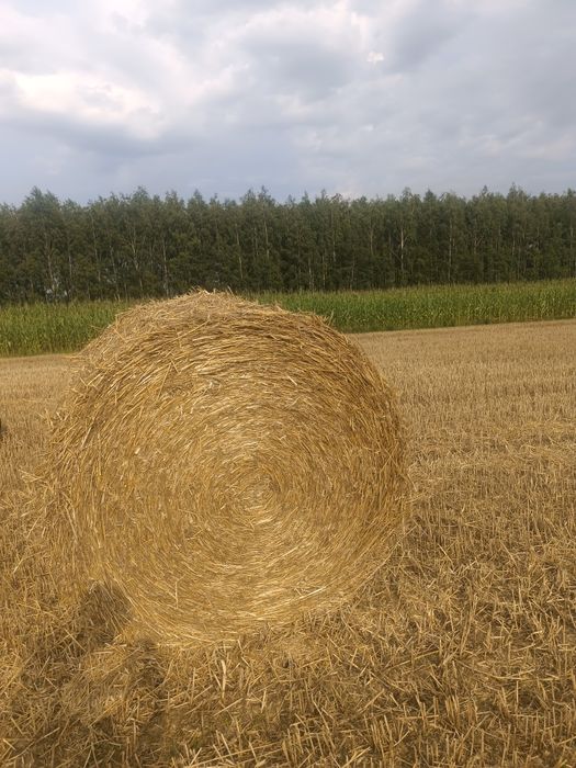 Słoma pszenżytnia