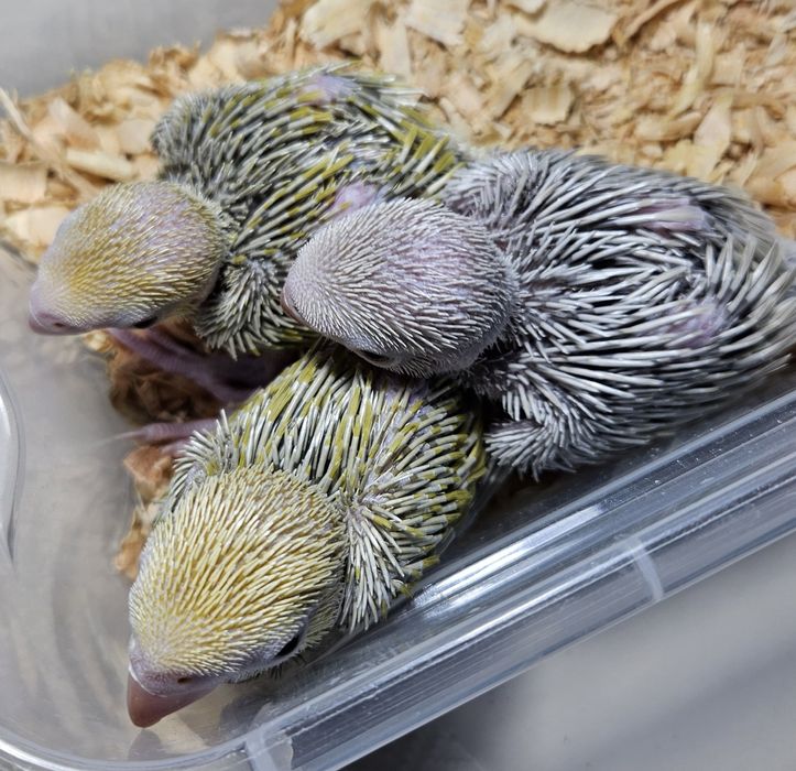 Ringnek machos para acabar de criar a mão