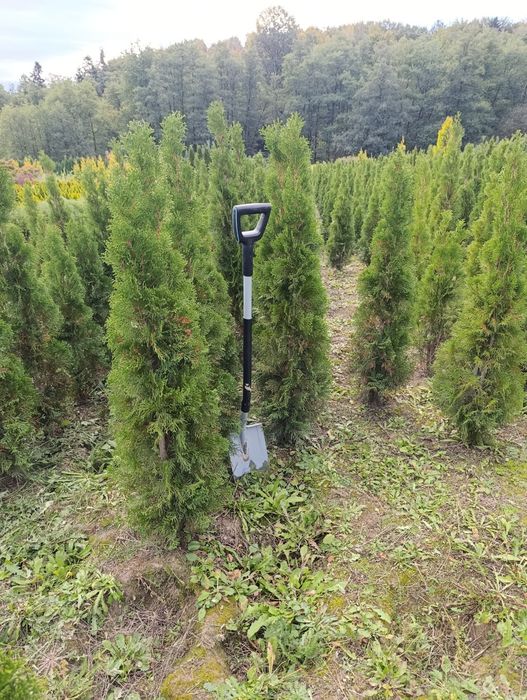 Thuja szmaragd +/- 150 cm wysokości