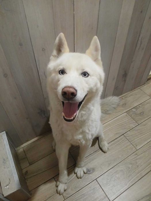 Husky Syberyjski Biały.