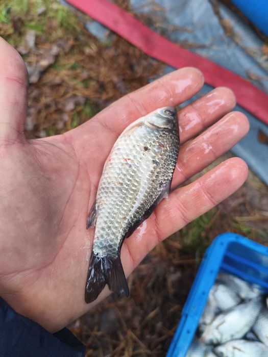 Karaś srebrzysty 15 cm na żywca - żywiec na szczupaka, suma