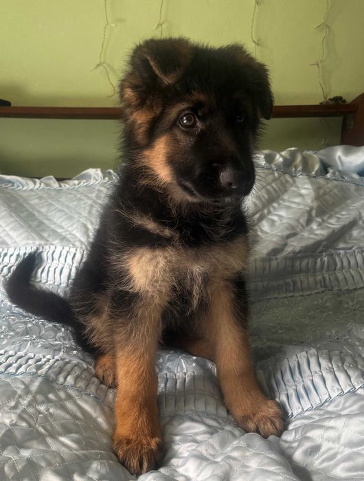щенки немецкой овчарки