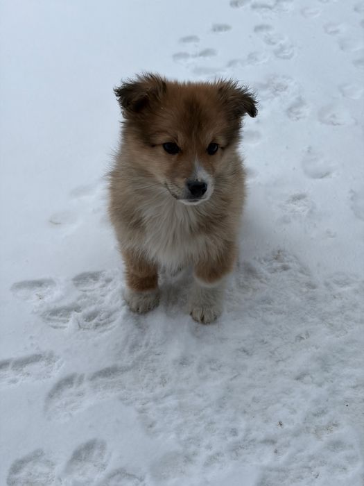 Віддамо в добрі руки.
