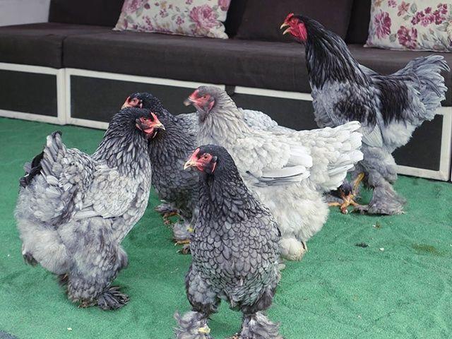 Яйце інкубаційне,курчата, Кохінхін біле золото, блакитний.