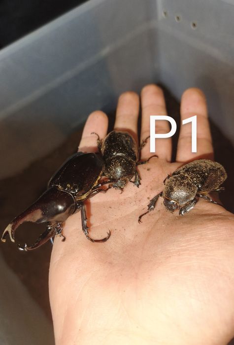 Xylotrupes beckeri - dorosłe chrząszcze