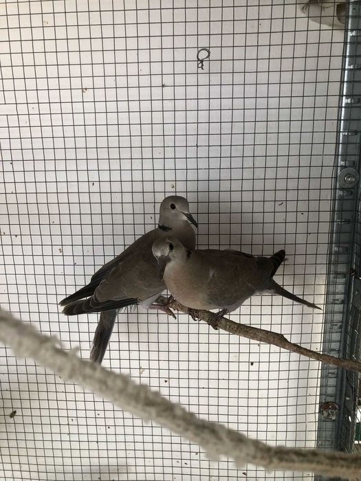 2 casais de Rolas + 2 Rolas deste ano