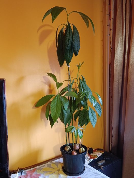 Avocado naturalny