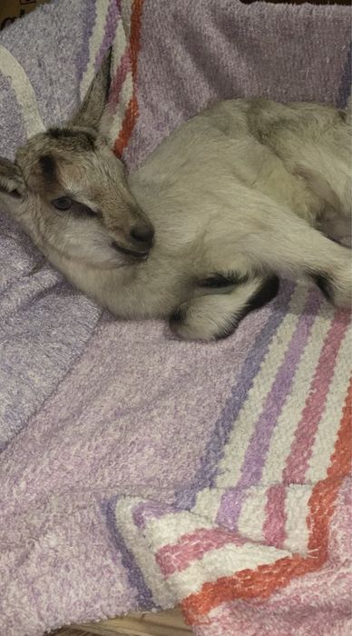 Метис молочного напрямку ( альпійська/зааненський тип )