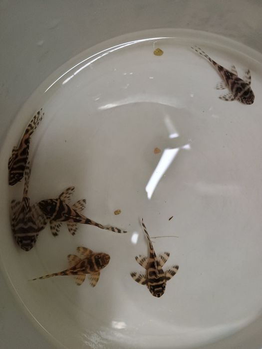 ZBROJNIK Hypancistrus sp. (L236) premium