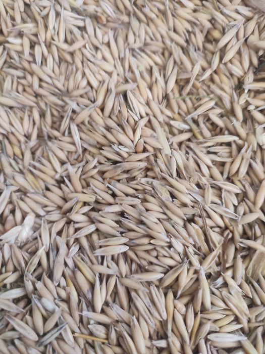 Овес  світлий 10 тон