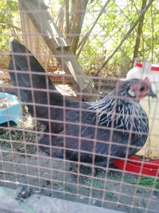 Kurki ozdobne miniaturki