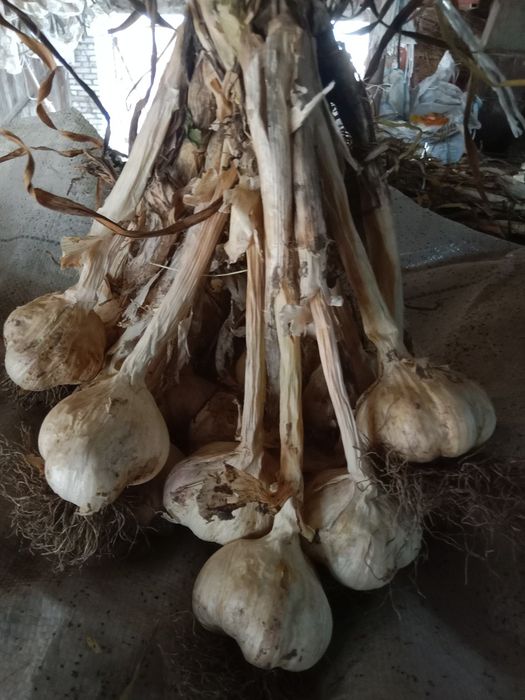 Czosnek wiosenny Jarus 10 kg