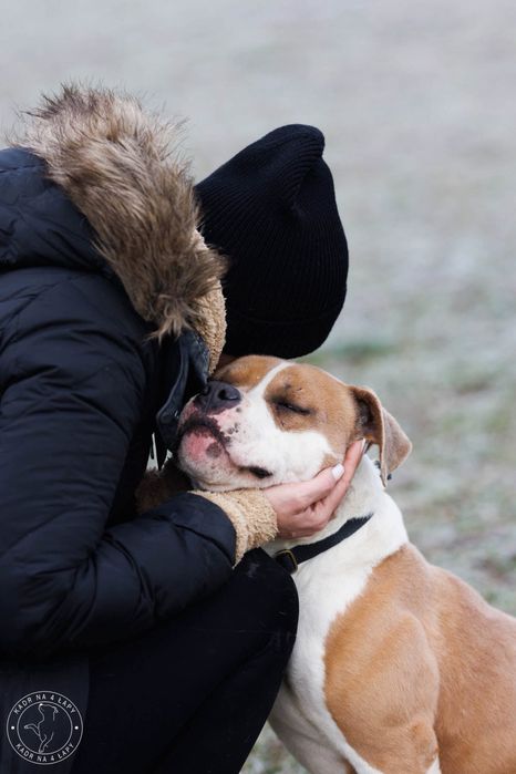 Romek do adopcji - STREFA TTB