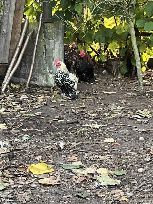 Kochin miniaturowy- porcelanowy PARY.Kaczki Bazanty i wiewiórki hudson