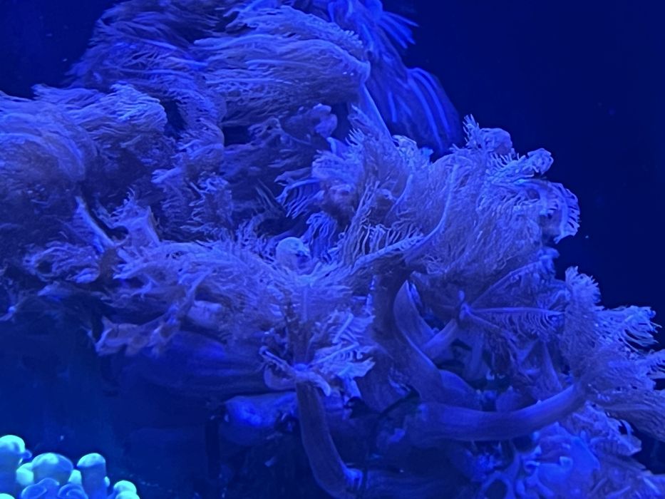 Anthelia XXL na skale ok 20 cm