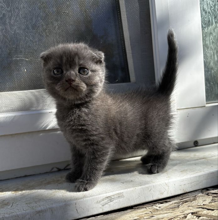 Хлопчик шикарний Шотландська капловуха