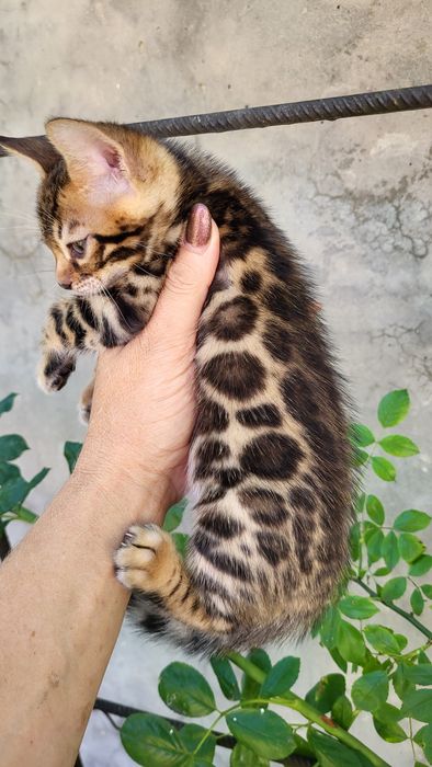 Бенгалы от клубных родителей