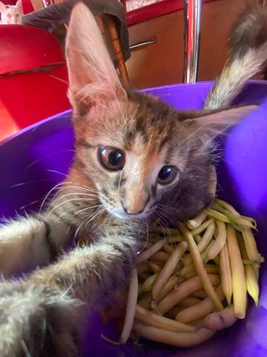 кошеня   дівчинка