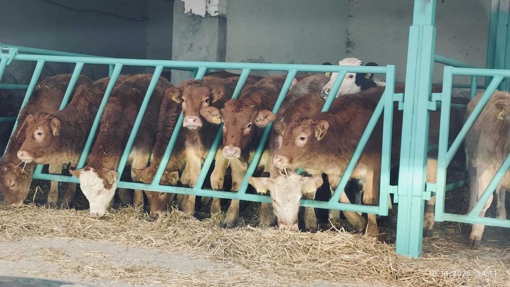 BYCZKI, STARTERY. Finansowanie, kontraktacja