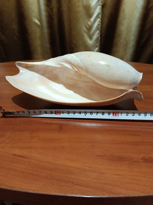 Велика справжня мушля