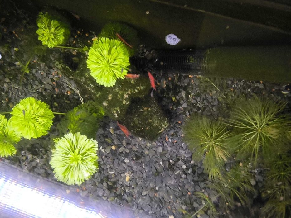 Camarões Neocaridina Red Cherry