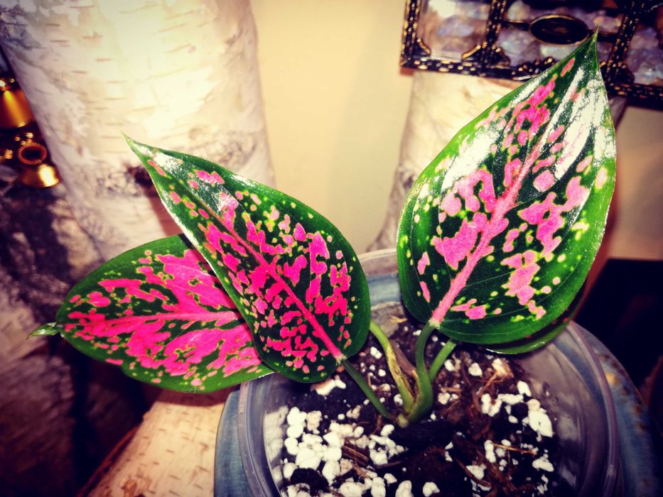 Aglaonema NOID Pink mutation variegata Monstera roślina hobby ogród