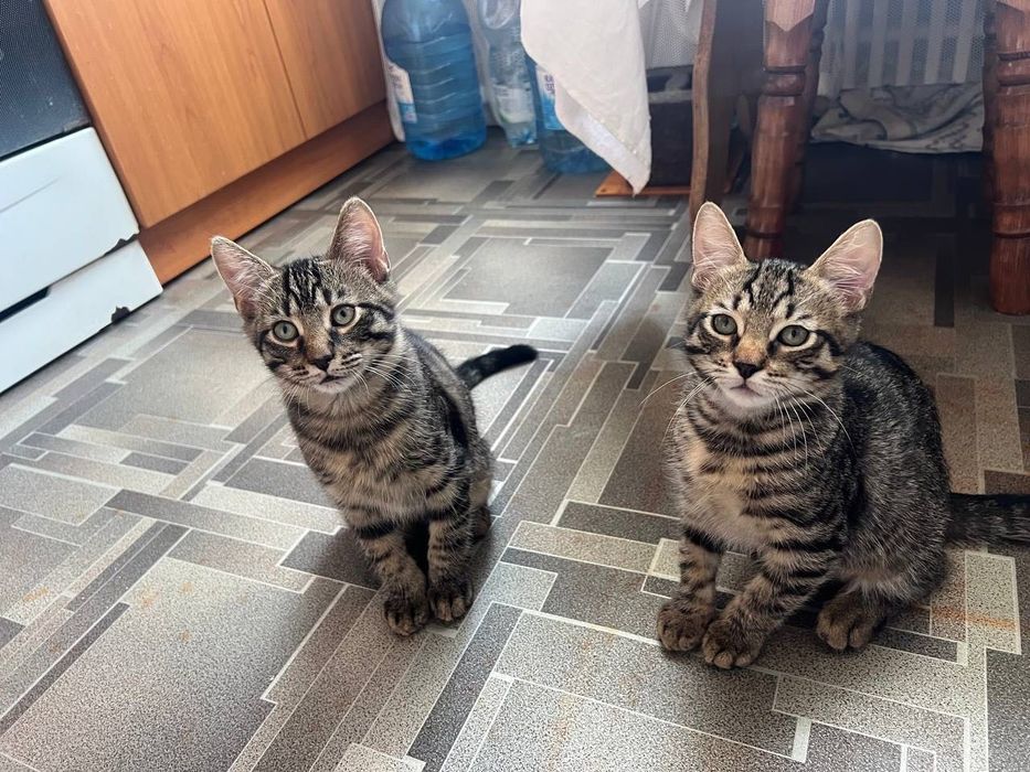 Котики в добрі руки