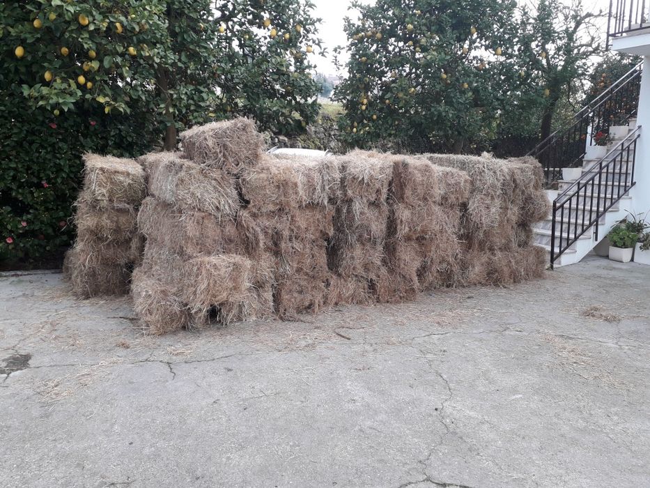 Azevém tradicional em fardo