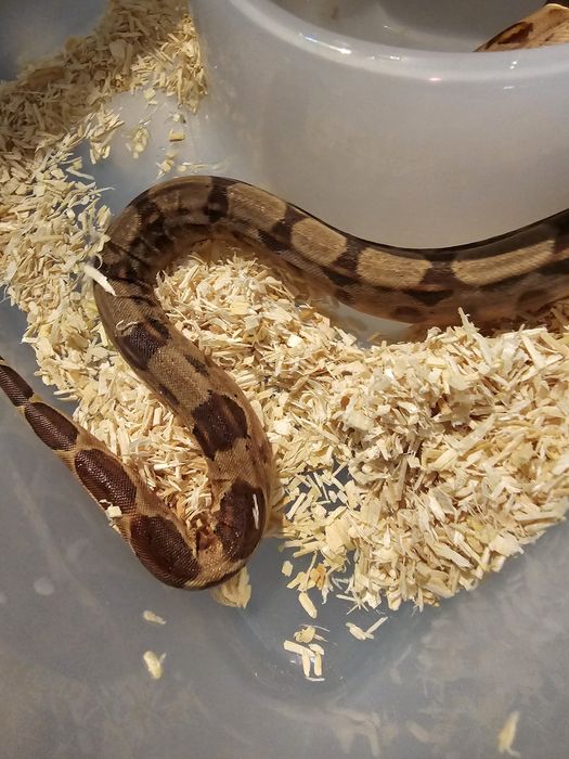 Waz mlody samiec samica