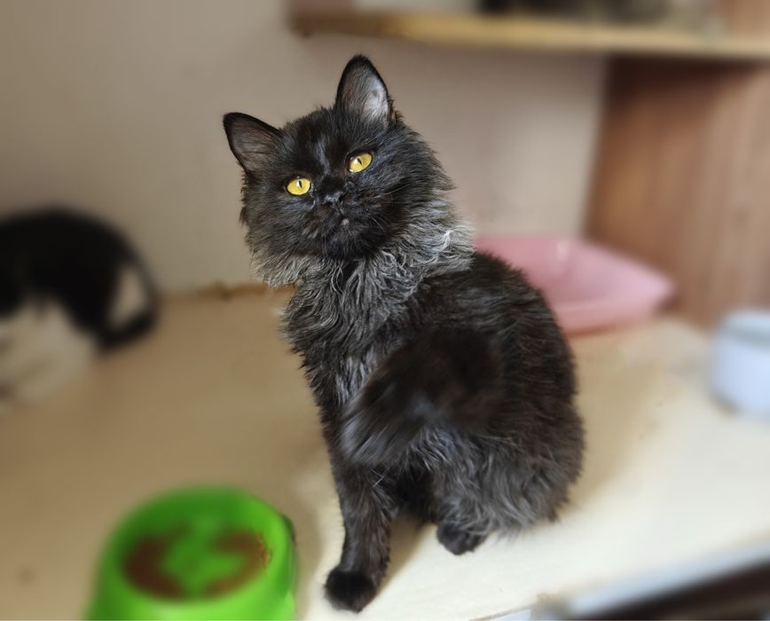 Чудовий Кай шукає родину.Кошеня.6 міс.. Стерилізований.Кіт