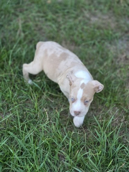 Piesek amstaff  w kolorze merle  niebieskooki z metryką