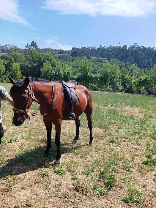 Vendo égua com 5 anos bem montada dá para qualquer tipo de jóquei