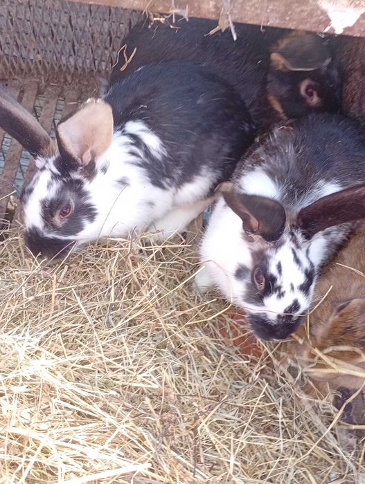 Tuszki króliki  sprzedam